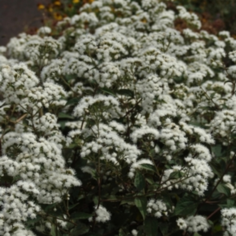 White Snakeroot 15 plants/ $20